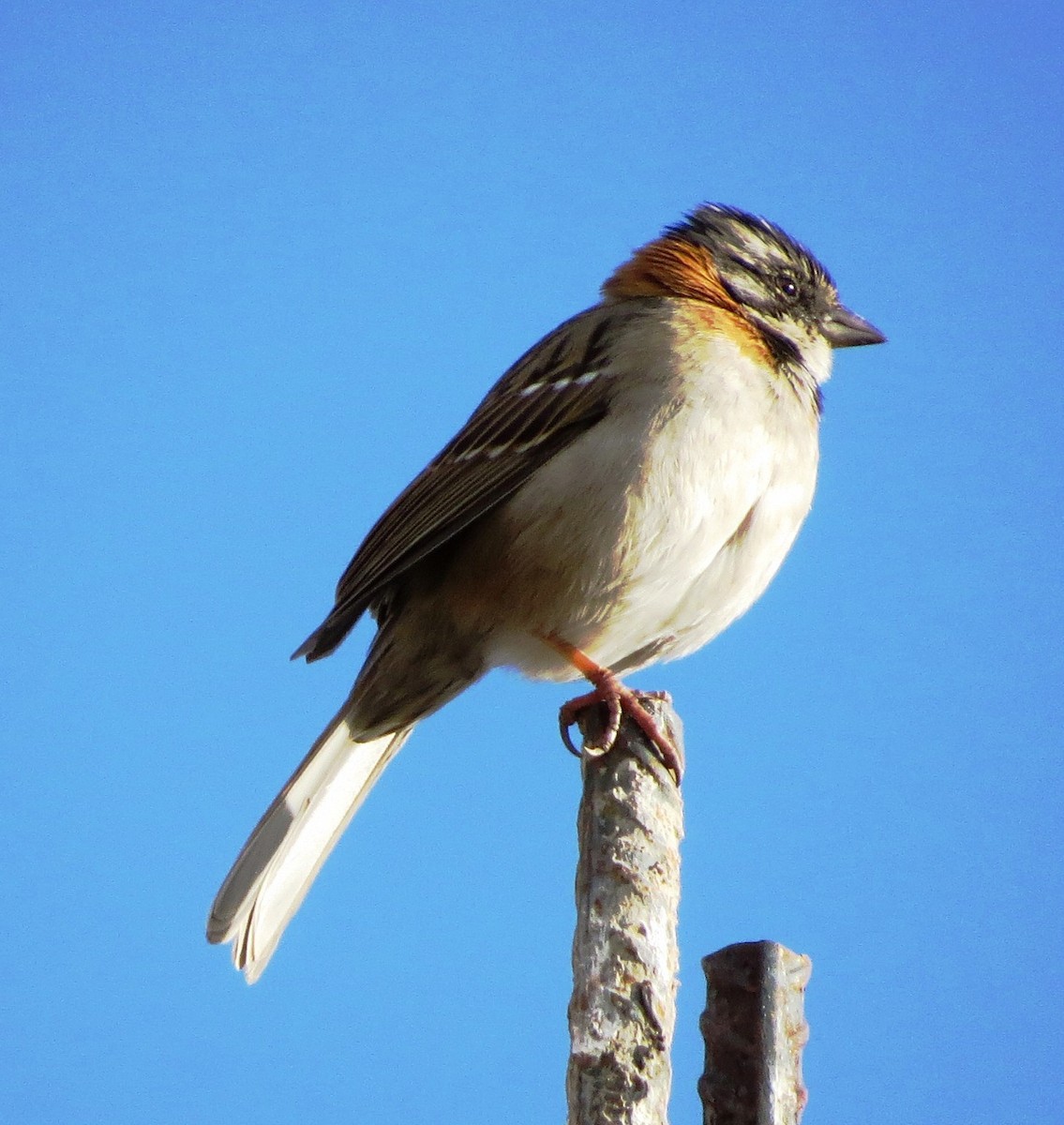 Rufous-collared Sparrow - ML620816402