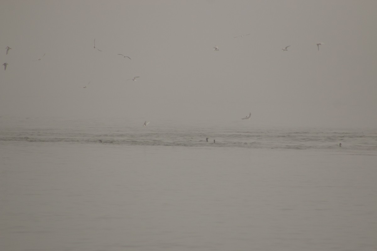 Common Tern - Aidan Kingsbury