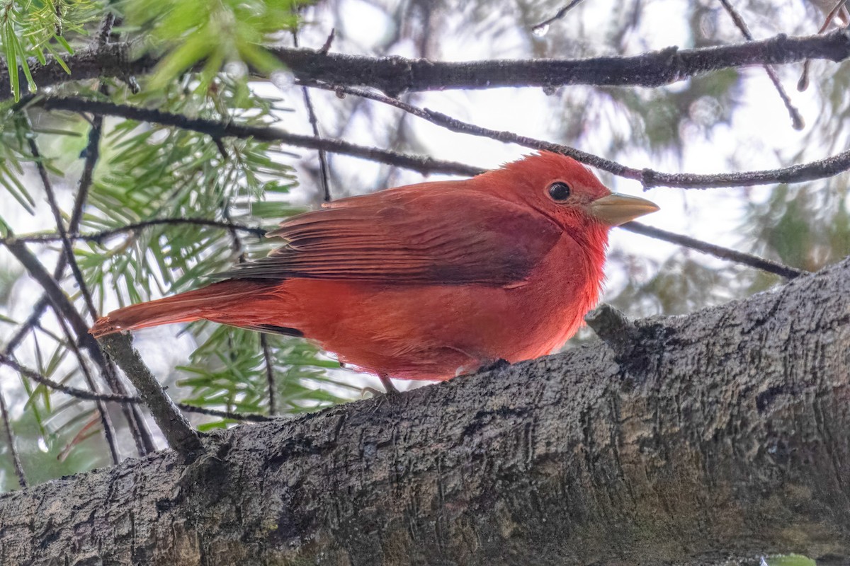 Summer Tanager - ML620816407