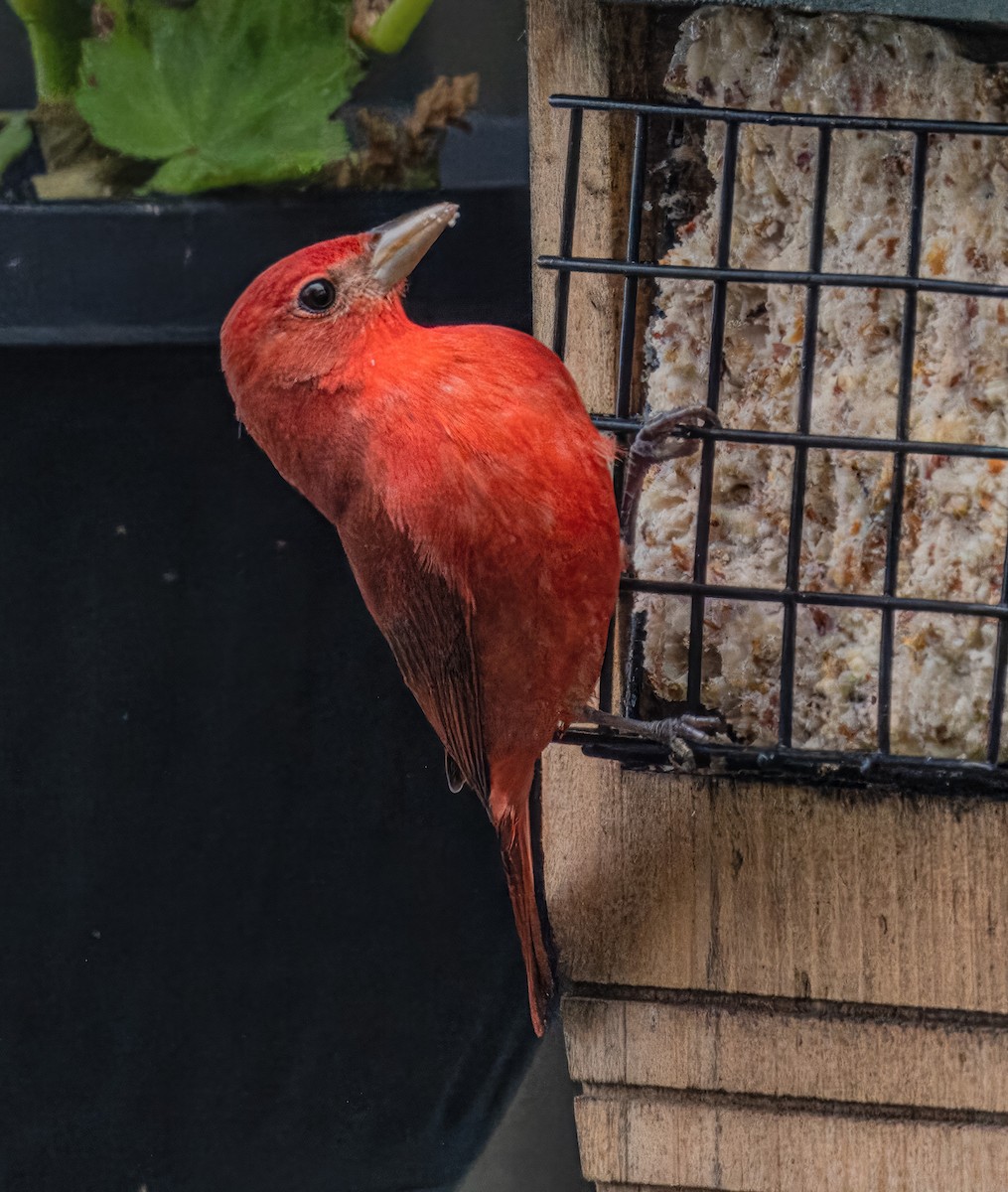 Summer Tanager - ML620816408