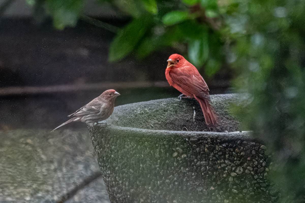 Summer Tanager - ML620816409