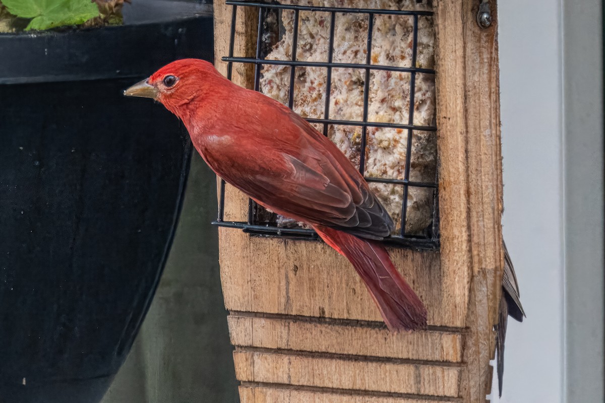 Summer Tanager - ML620816410