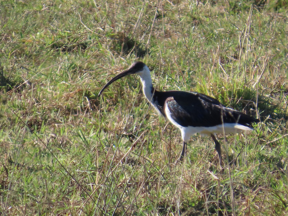 ibis slámokrký - ML620816421