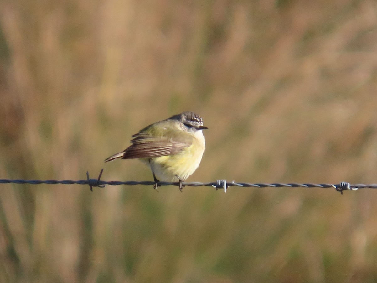 Yellow-rumped Thornbill - ML620816429