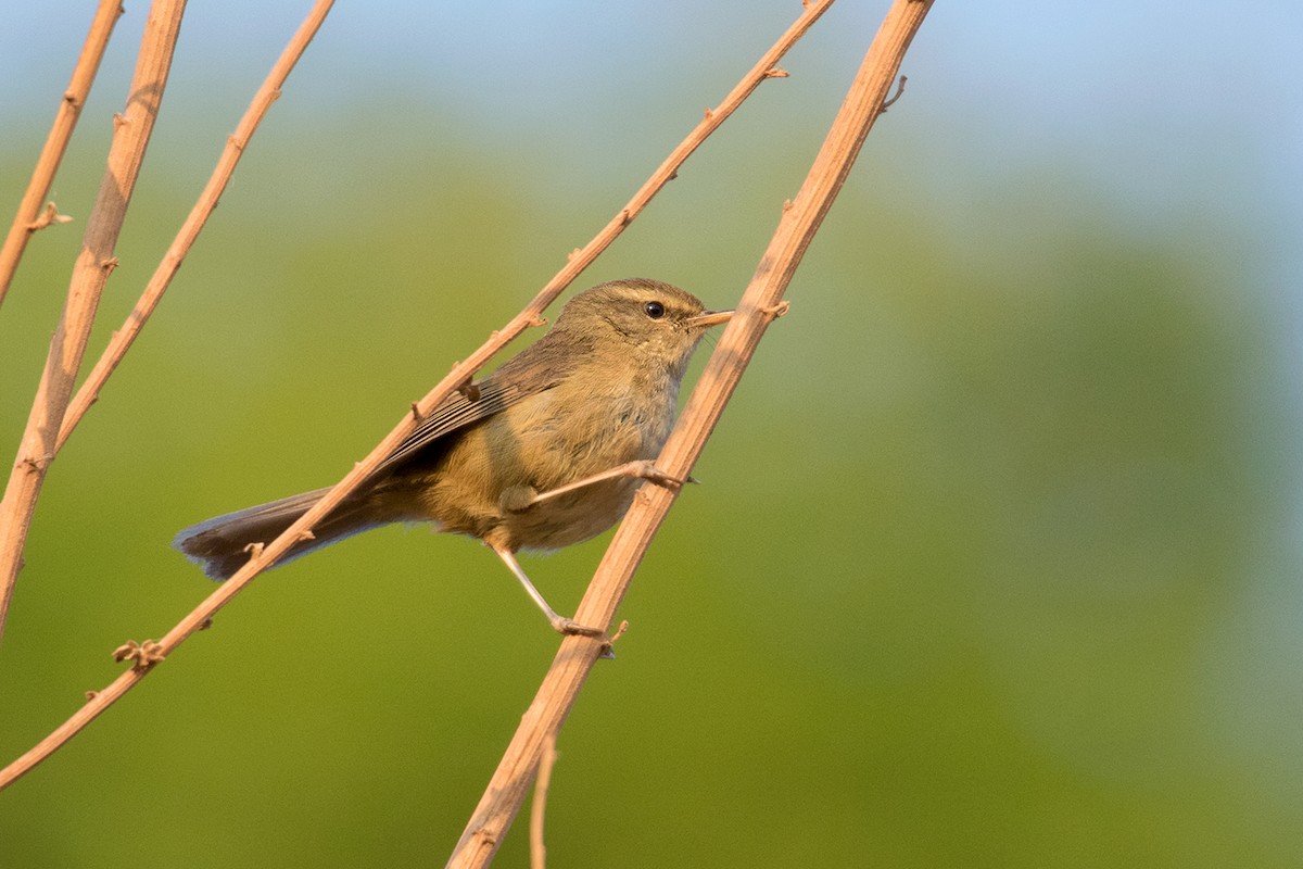 Aberrant Bush Warbler - ML620816443