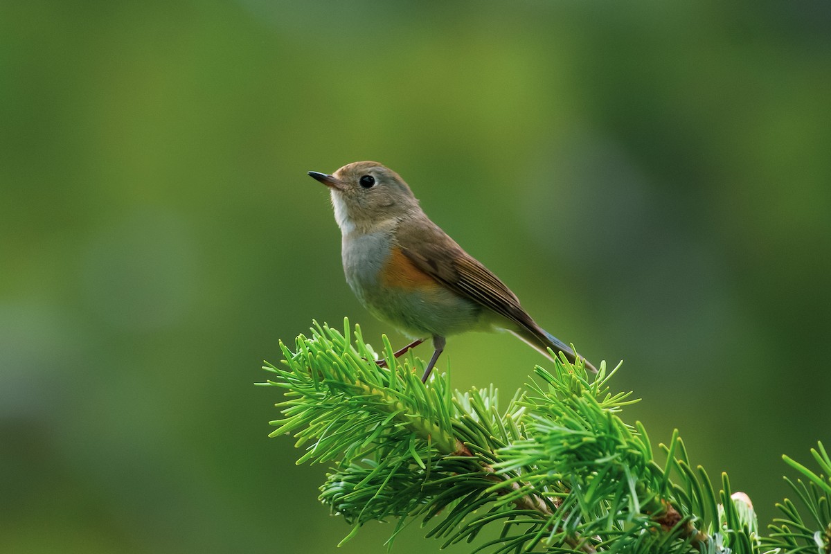 Himalayan Bluetail - ML620816460