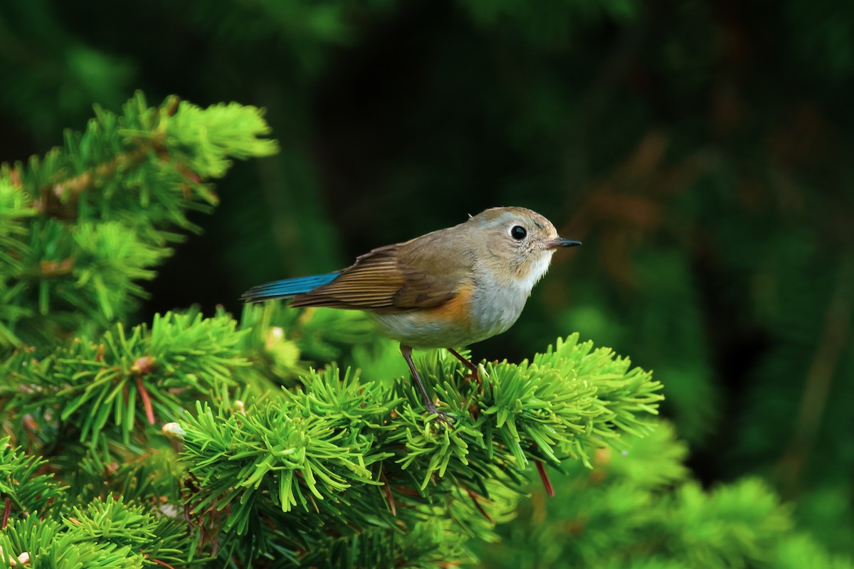 Himalayan Bluetail - Ansar Ahmad Bhat