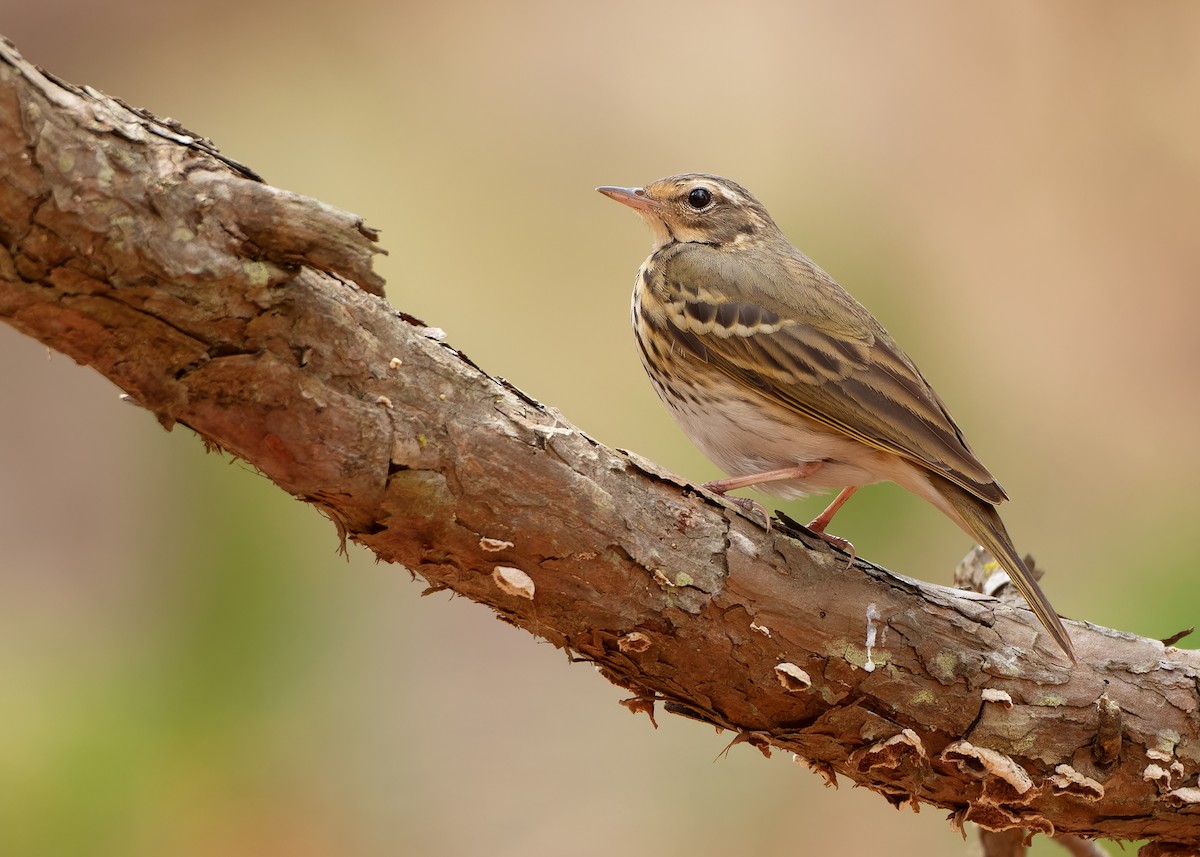 Pipit à dos olive - ML620816462