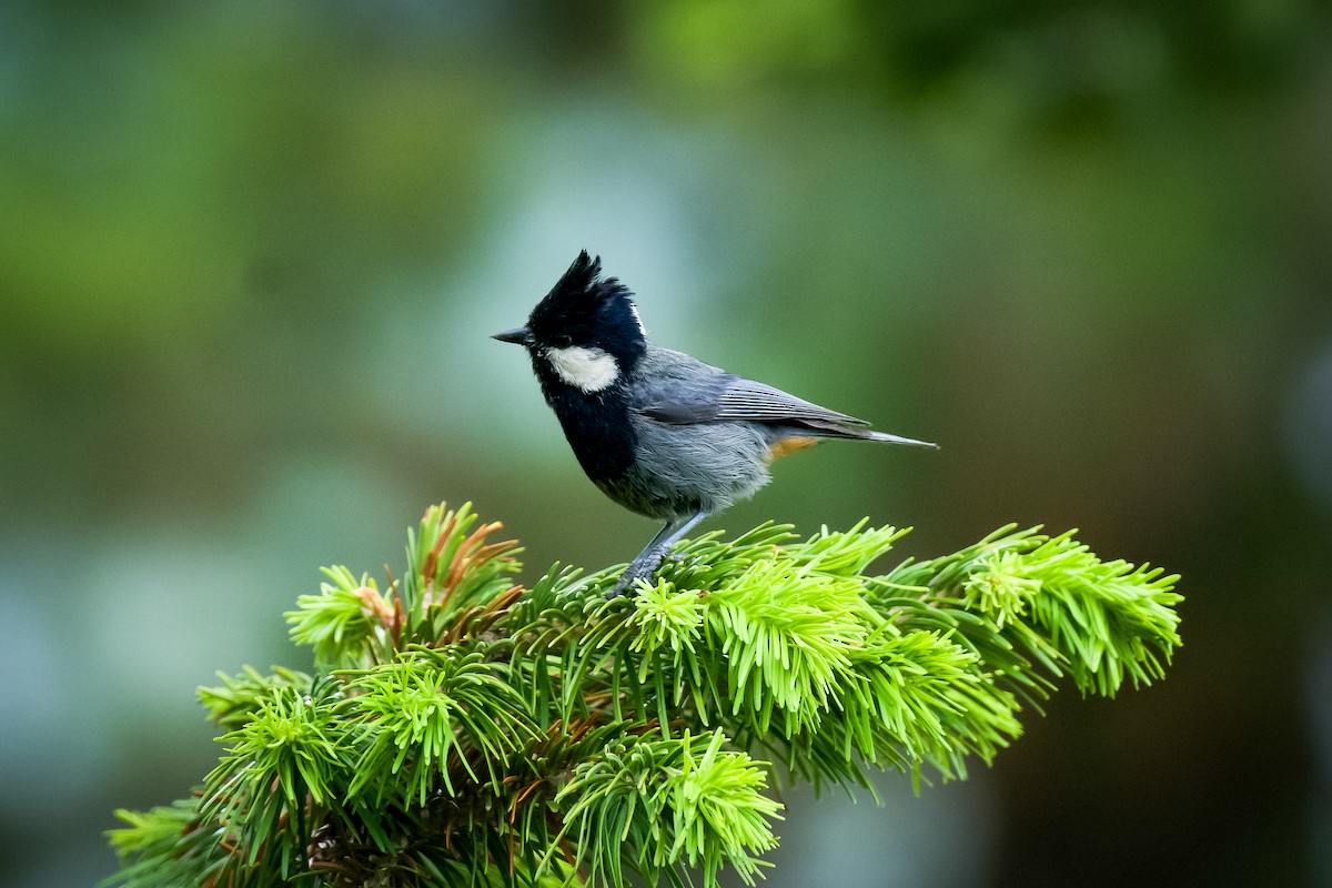 Rufous-naped Tit - ML620816463