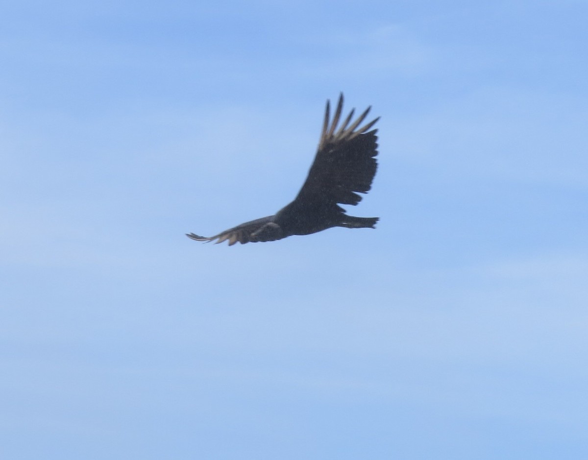 Black Vulture - ML620816471
