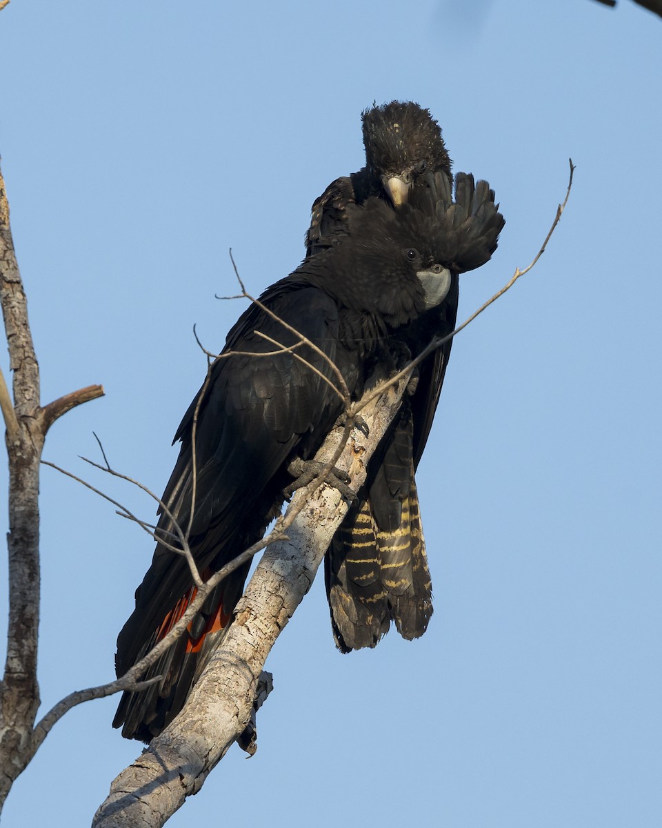 Red-tailed Black-Cockatoo - ML620816480