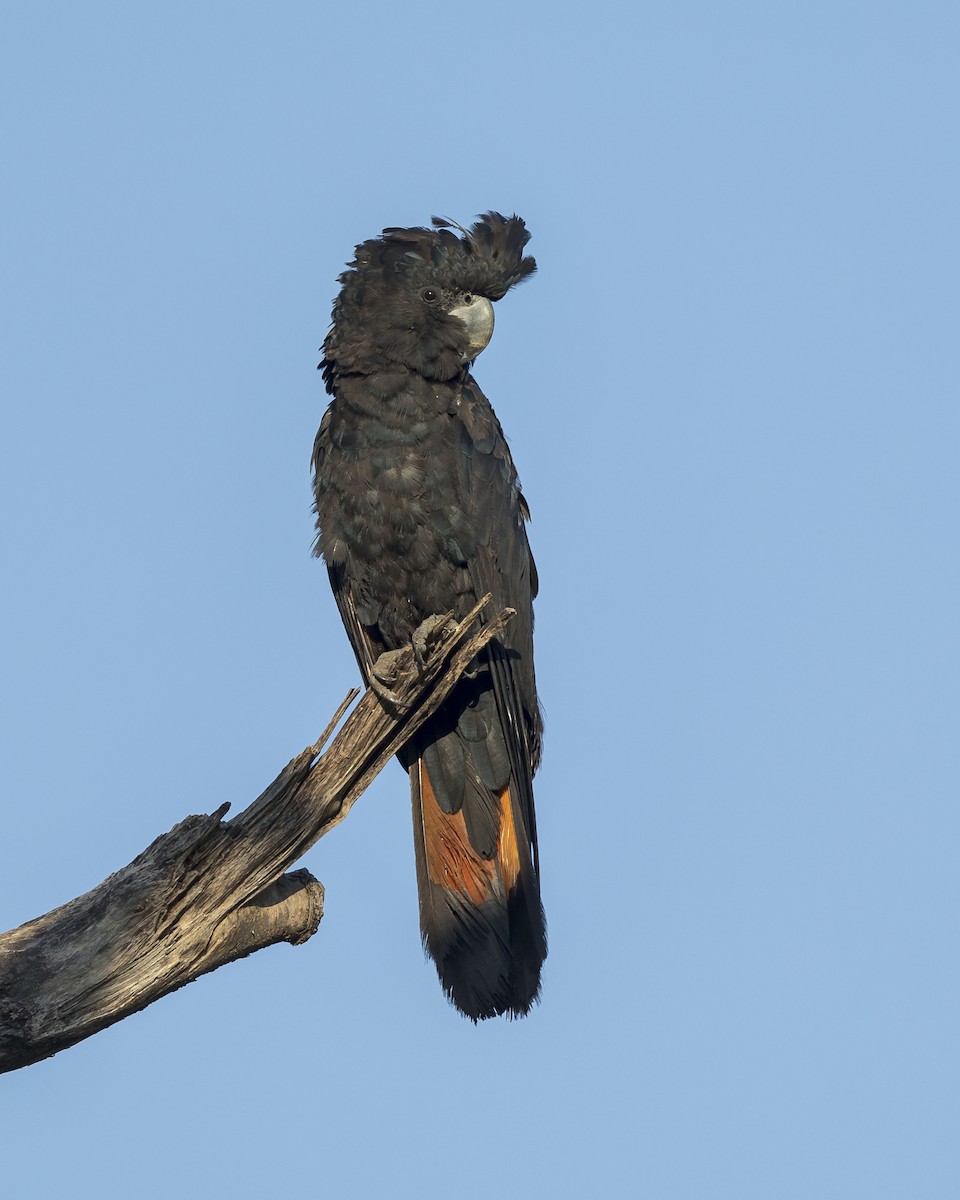 Red-tailed Black-Cockatoo - ML620816481