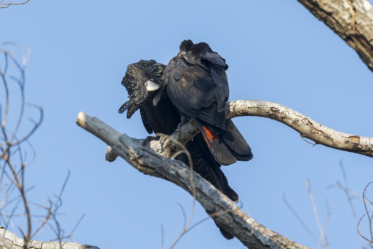 Red-tailed Black-Cockatoo - ML620816482