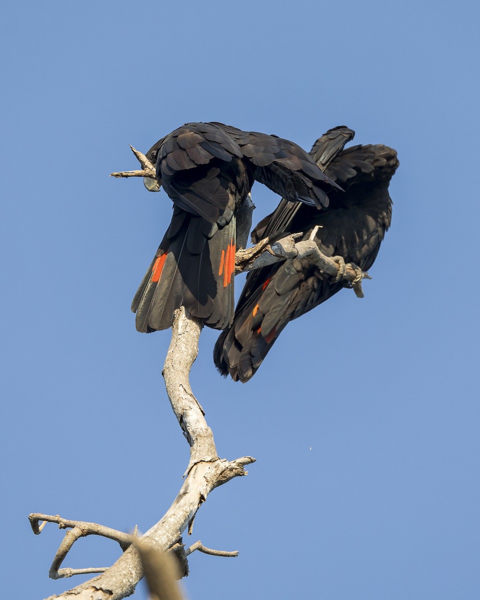 Red-tailed Black-Cockatoo - ML620816483