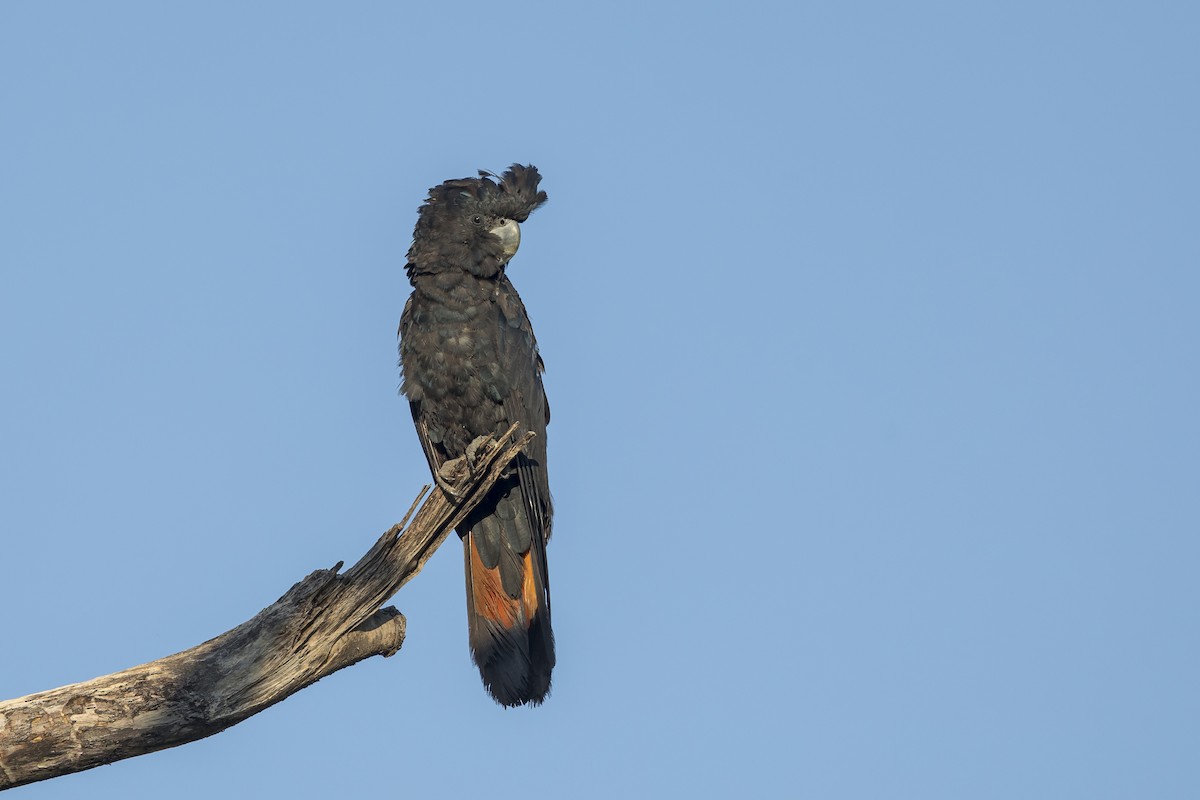 Red-tailed Black-Cockatoo - ML620816484