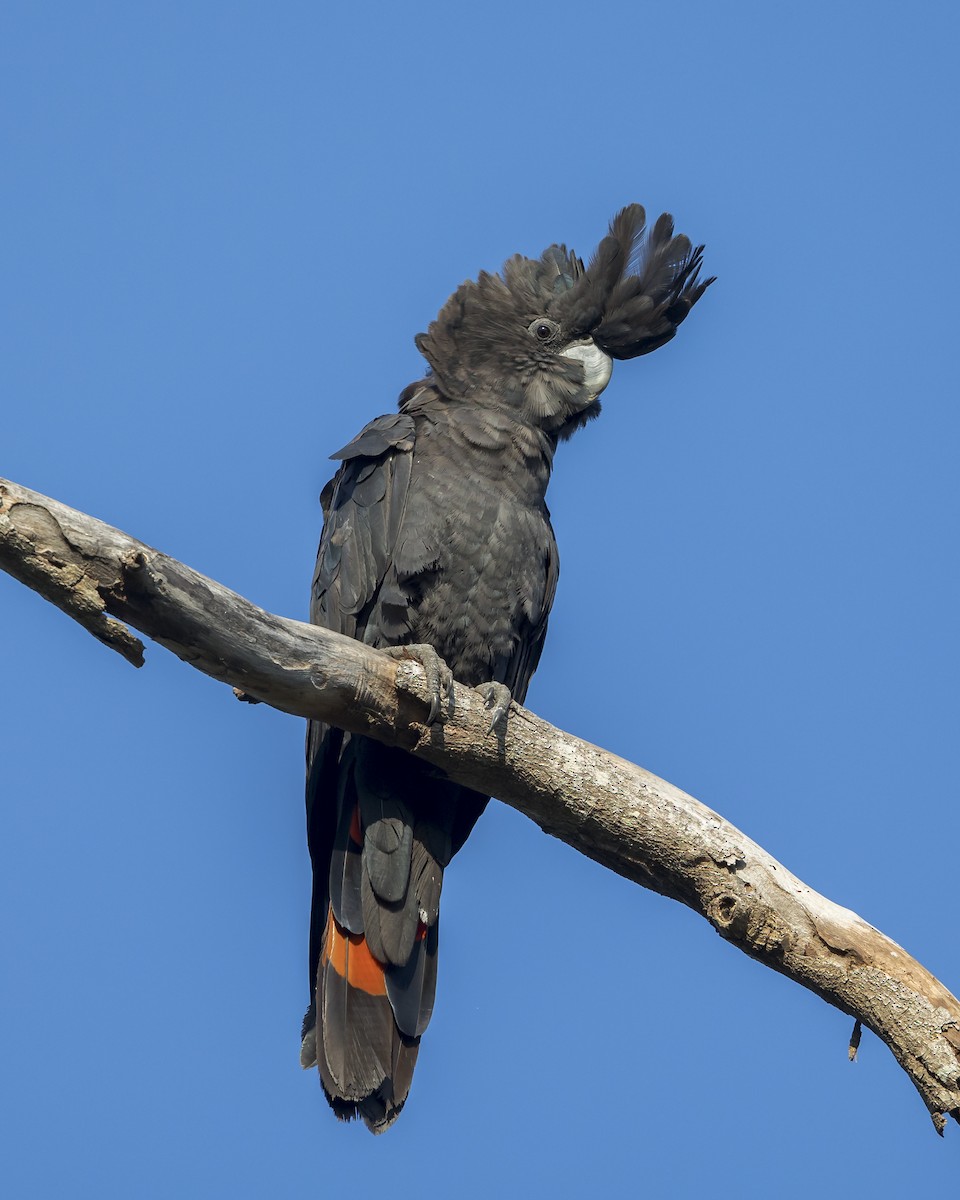 Red-tailed Black-Cockatoo - ML620816485