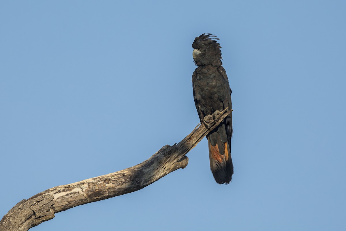 Red-tailed Black-Cockatoo - ML620816486
