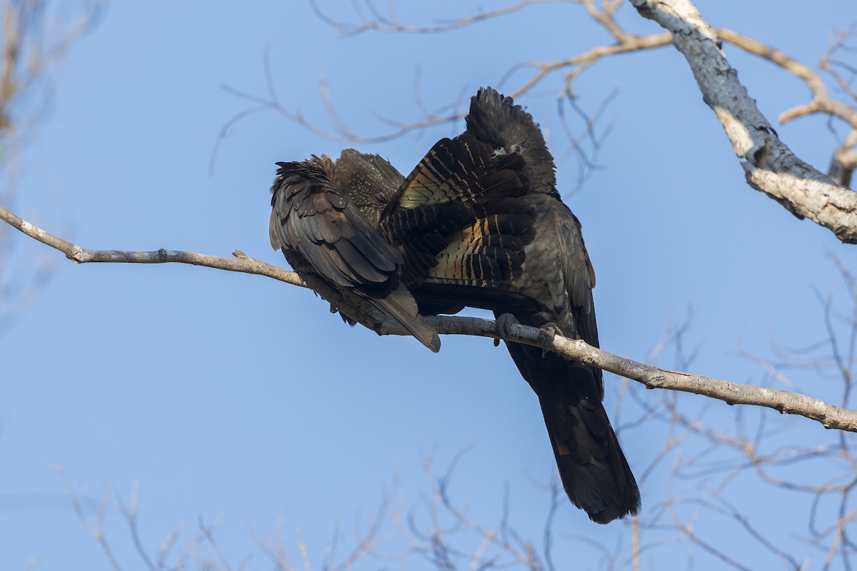Red-tailed Black-Cockatoo - ML620816487