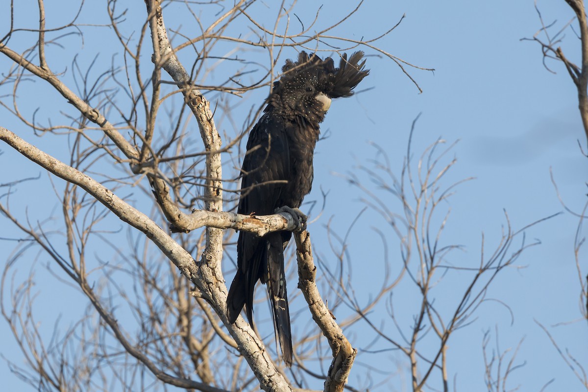 Red-tailed Black-Cockatoo - ML620816488