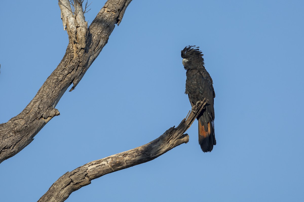 Red-tailed Black-Cockatoo - ML620816489