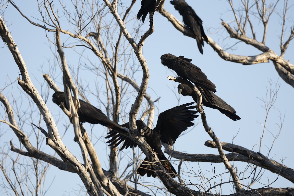 Red-tailed Black-Cockatoo - ML620816491