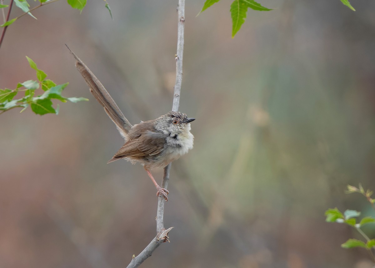 Burmese Prinia - ML620816492