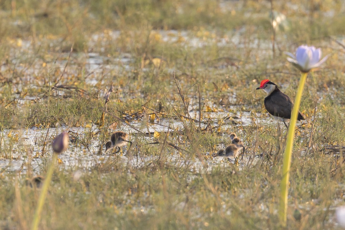 Comb-crested Jacana - ML620816501