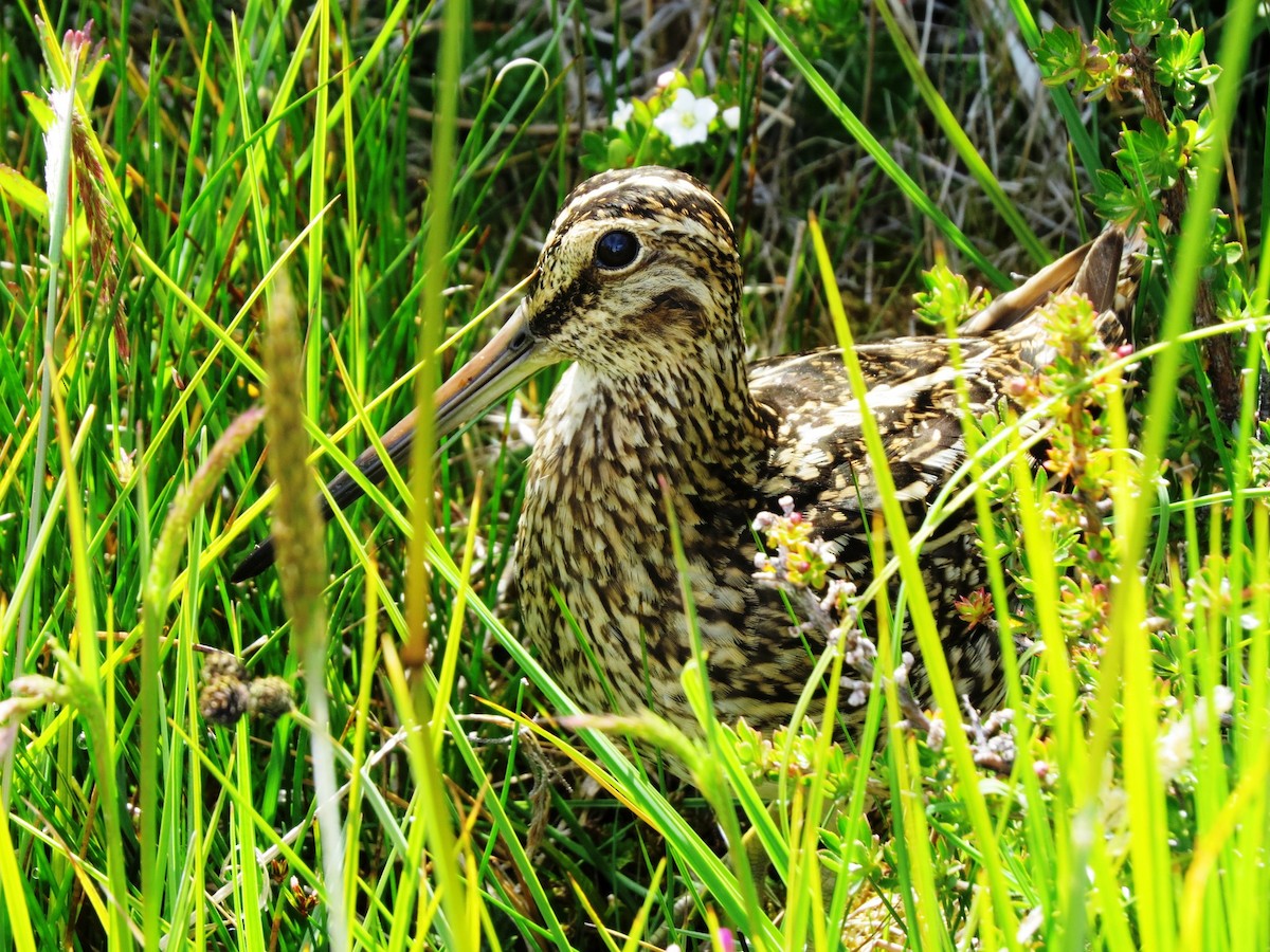 Magellanic Snipe - ML620816505