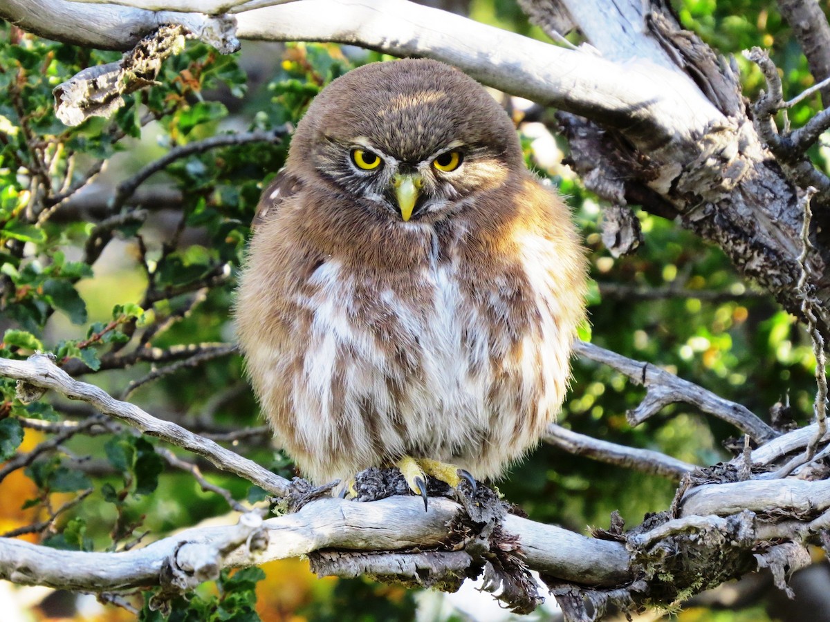 Austral Pygmy-Owl - ML620816506