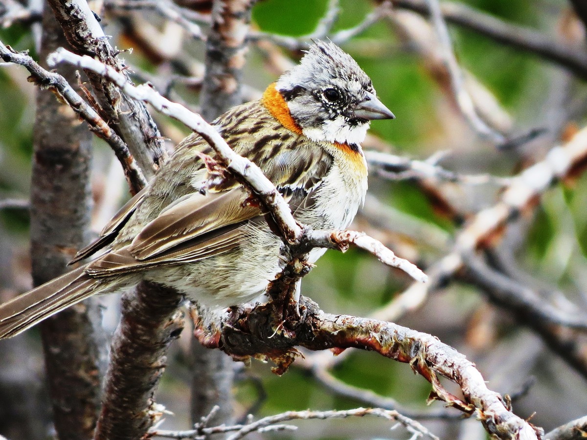 Rufous-collared Sparrow (Patagonian) - ML620816508