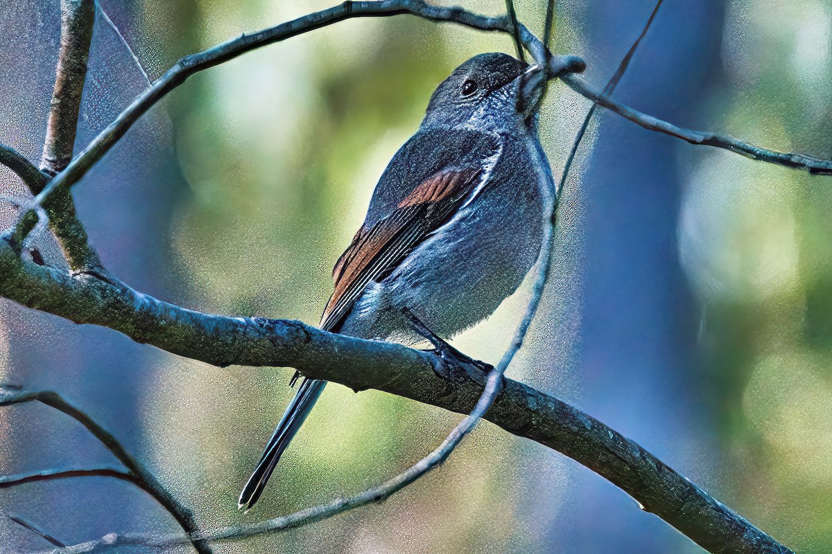 Golden Whistler - ML620816511