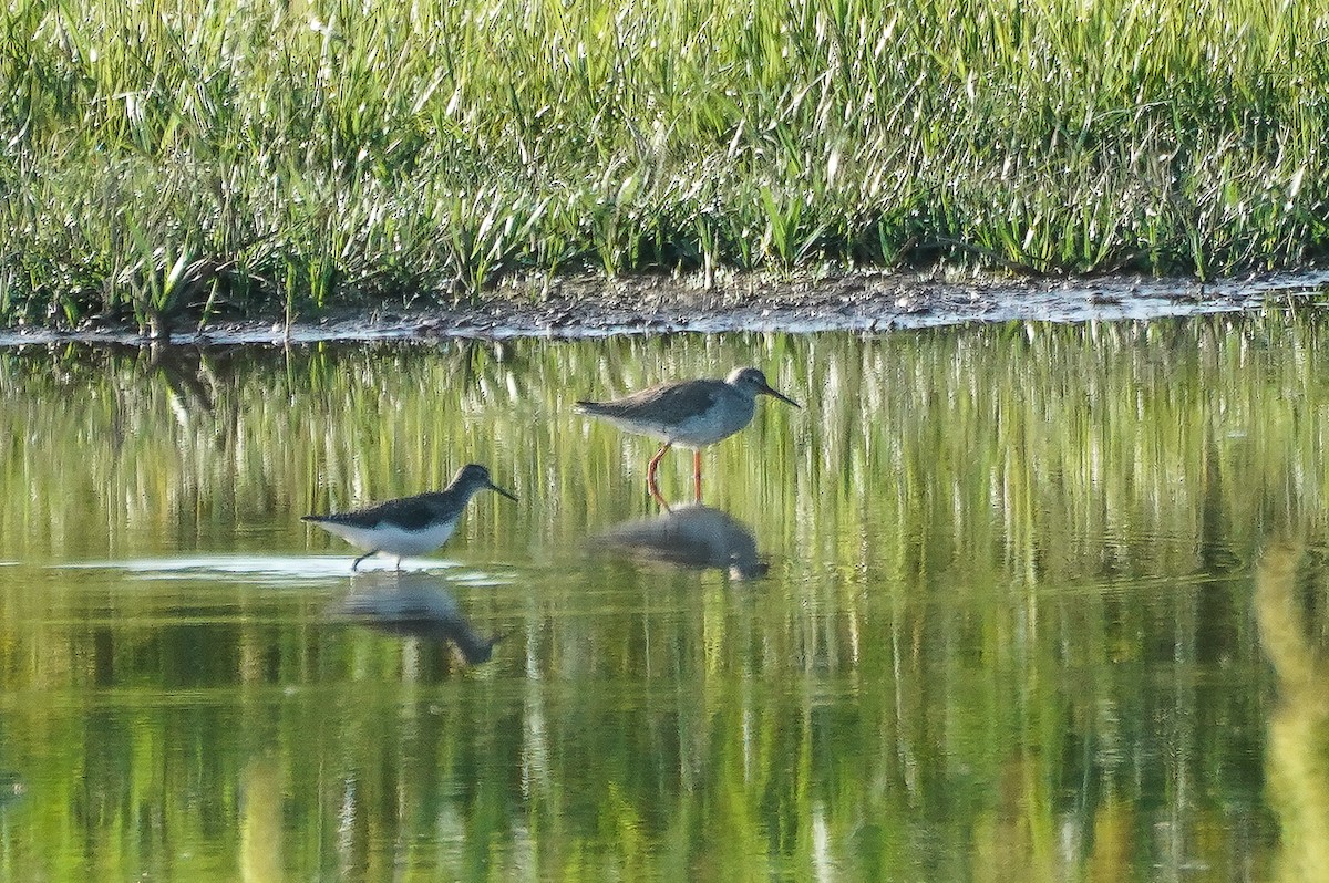 Common Redshank - ML620816512