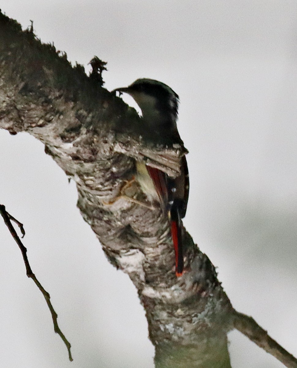 ub. fugl (Aves sp.) - ML620816513