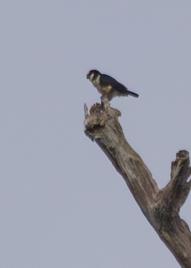White-fronted Falconet - Nathaniel Dargue
