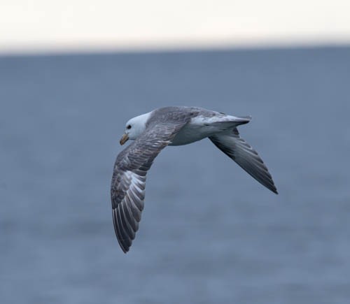 Northern Fulmar - ML620816521