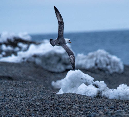 Northern Fulmar - ML620816522