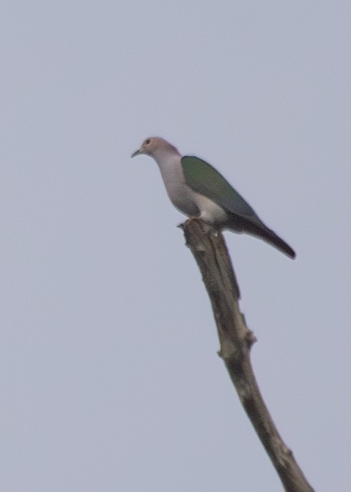 Green Imperial-Pigeon (Green) - ML620816524