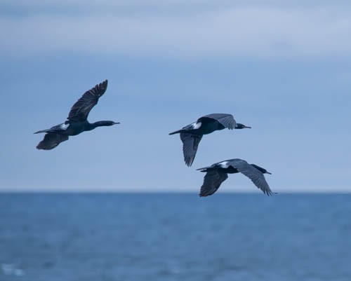 Pelagic Cormorant - ML620816525