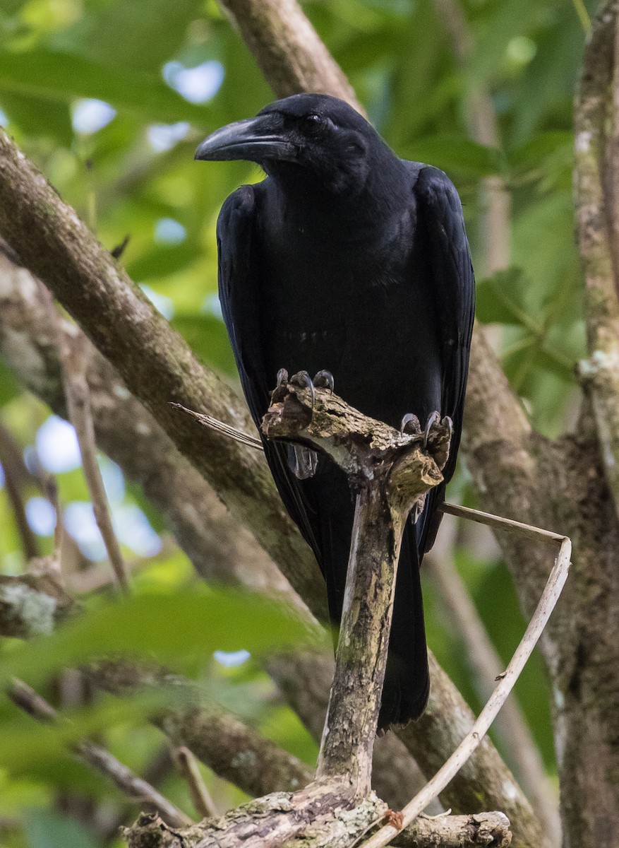 Slender-billed Crow - ML620816528