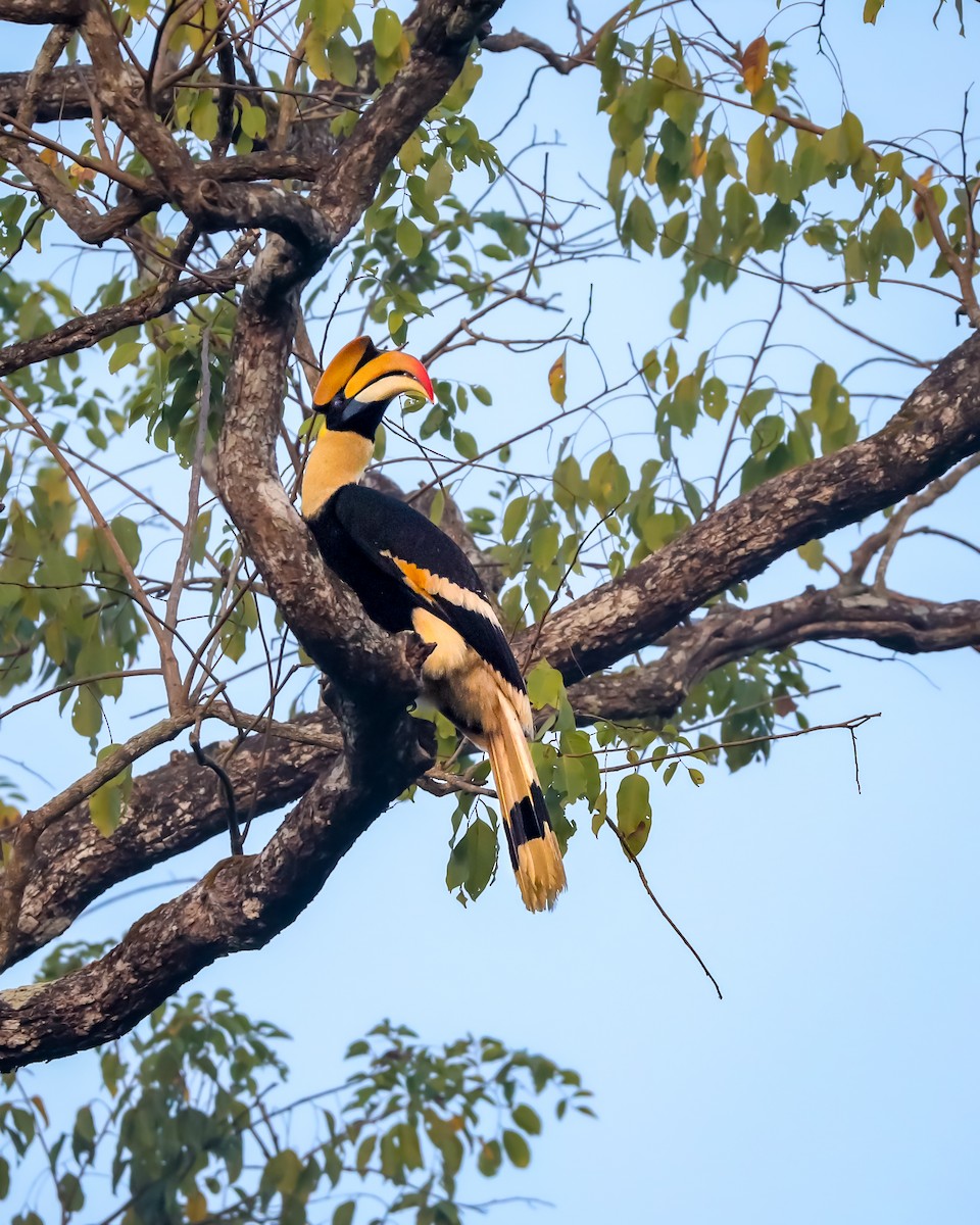 Great Hornbill - ML620816530