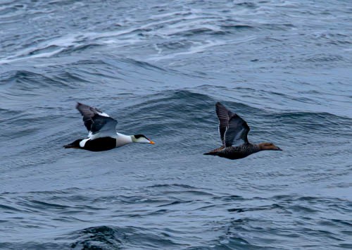 Common Eider - ML620816531