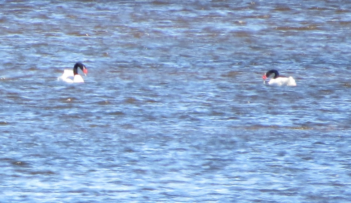 Black-necked Swan - ML620816532