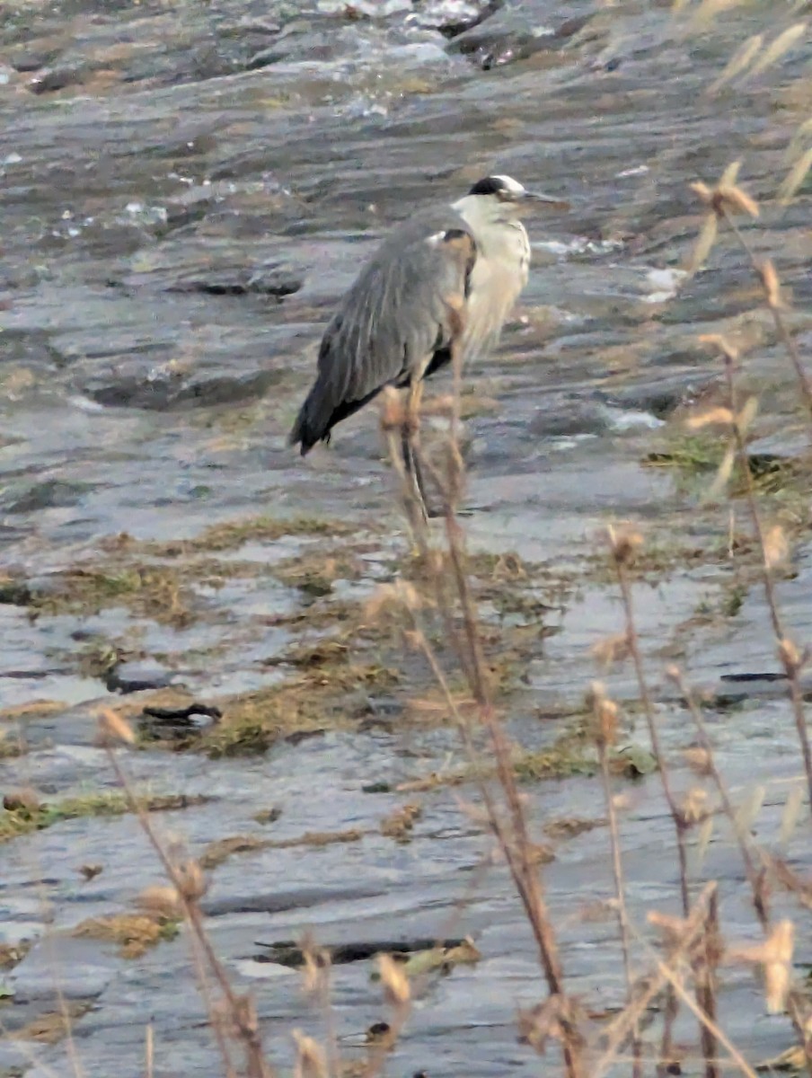 Gray Heron - ML620816536