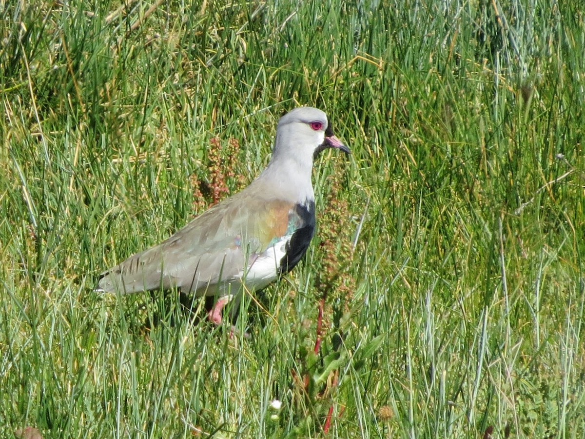 Southern Lapwing - ML620816537