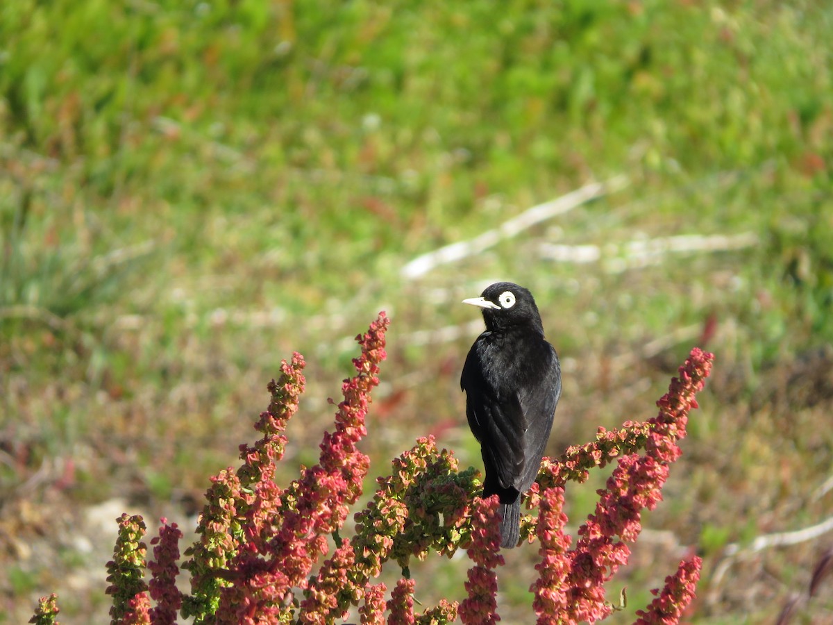 Spectacled Tyrant - ML620816538