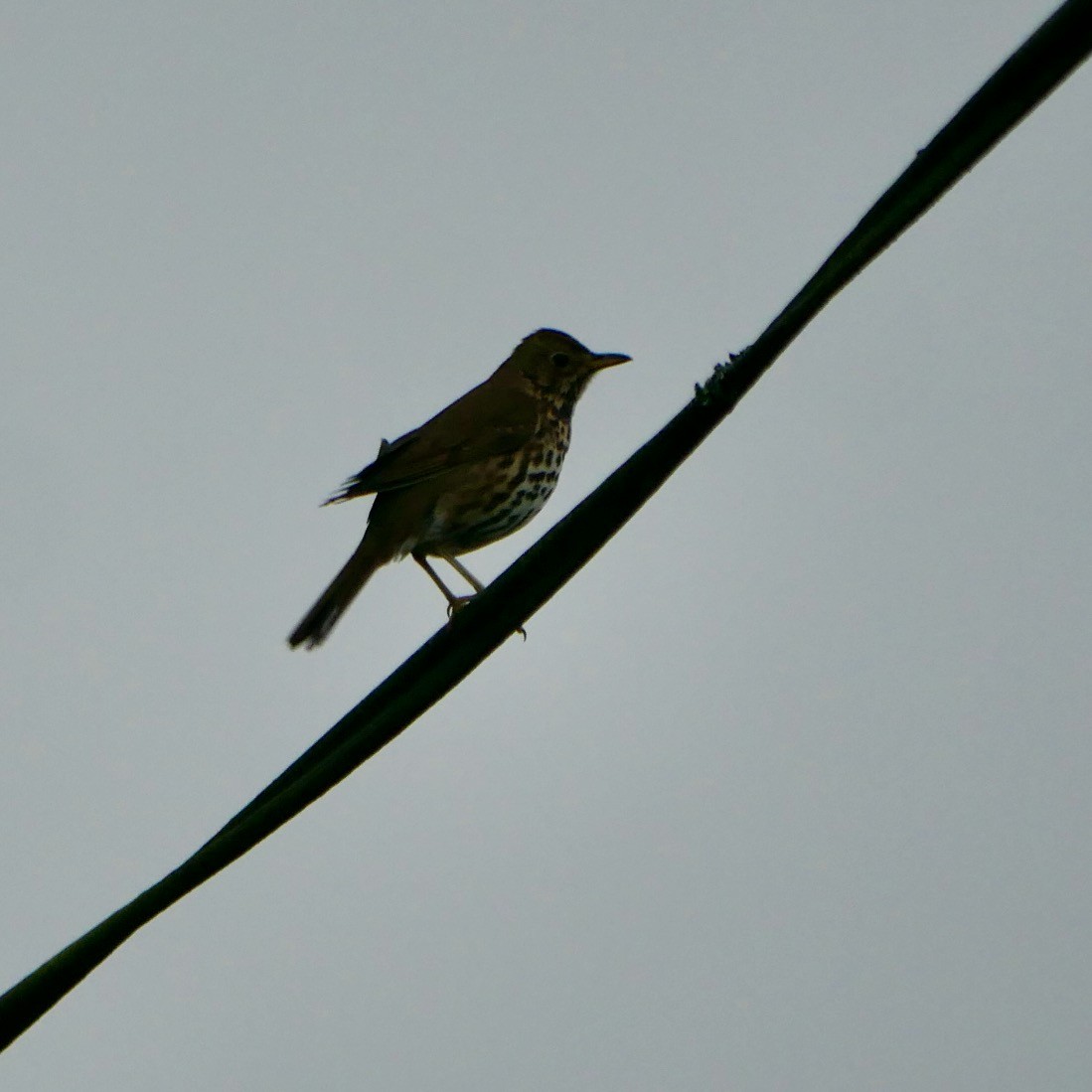 Song Thrush - Robert Huxley