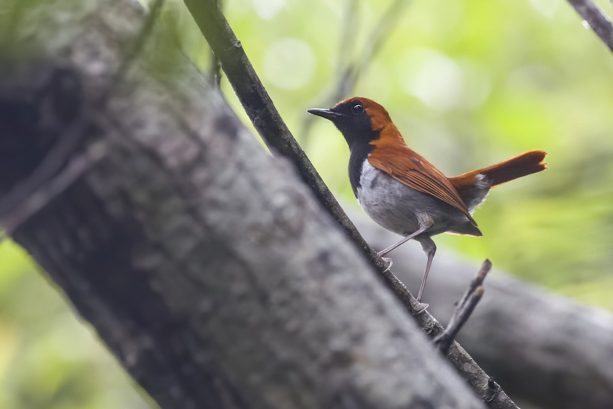 Okinawa Robin - u7 Liao