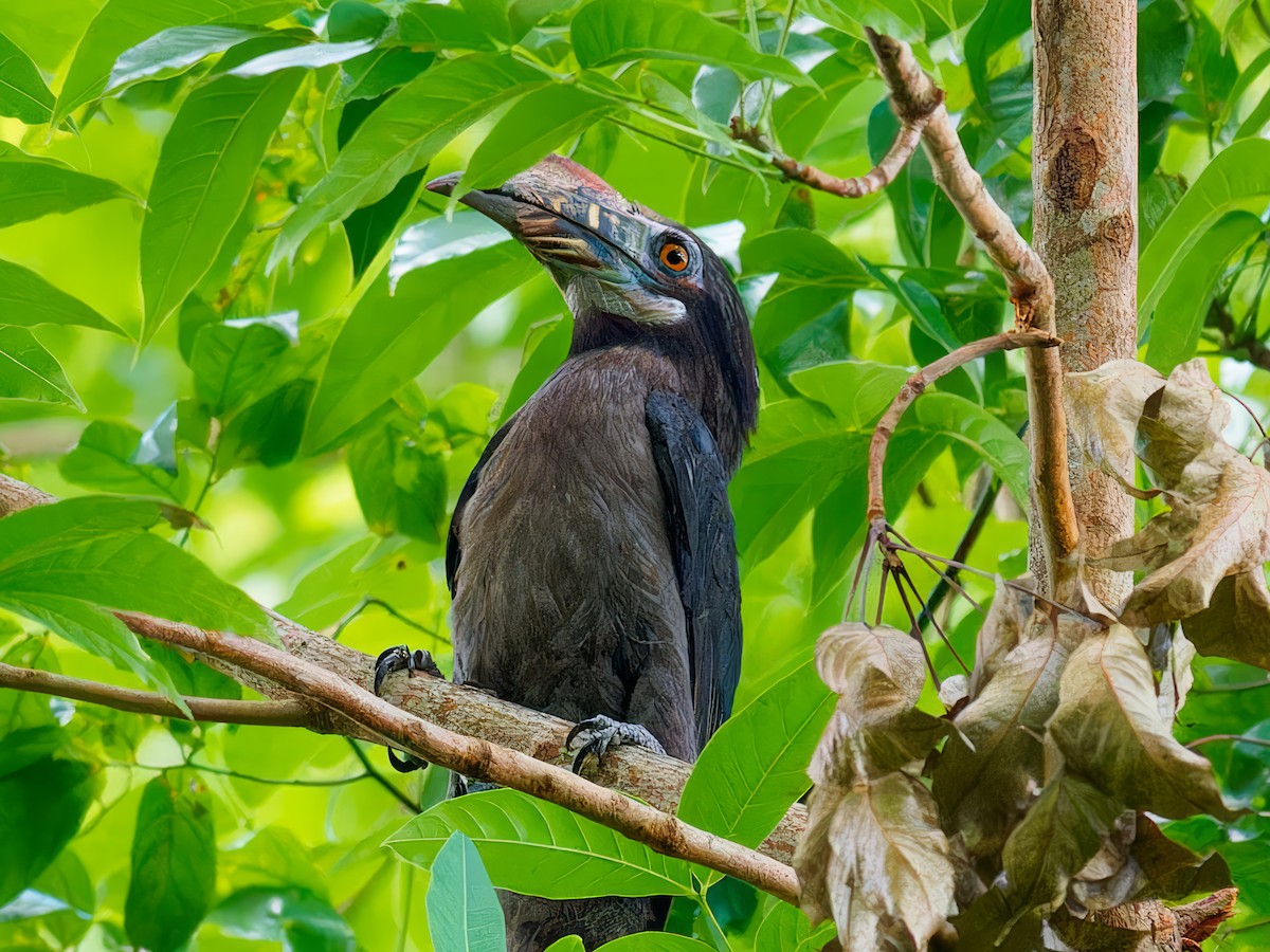 Luzon Hornbill - ML620816542