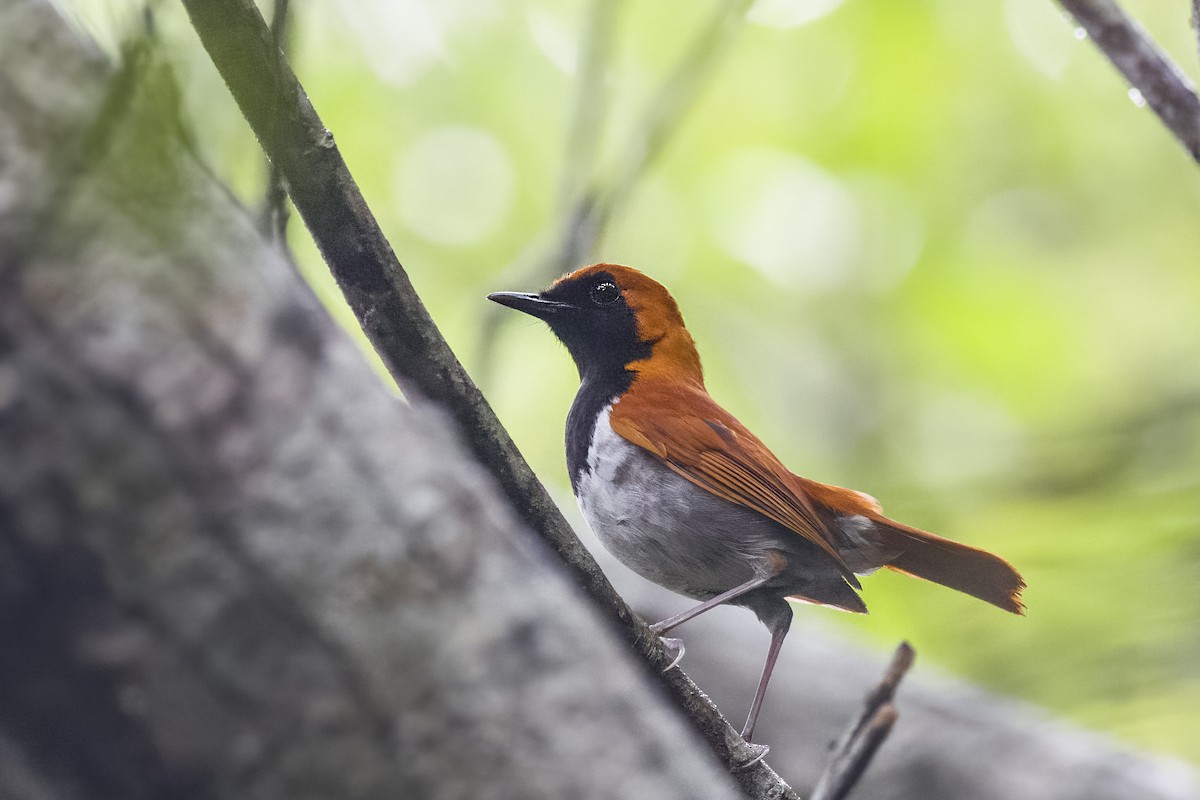 Okinawa Robin - ML620816543