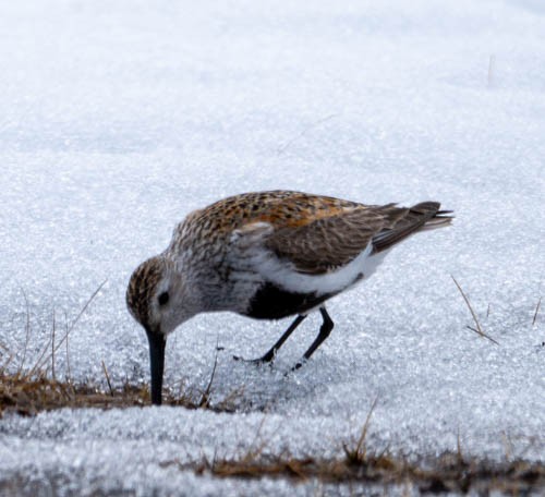 Dunlin - ML620816544